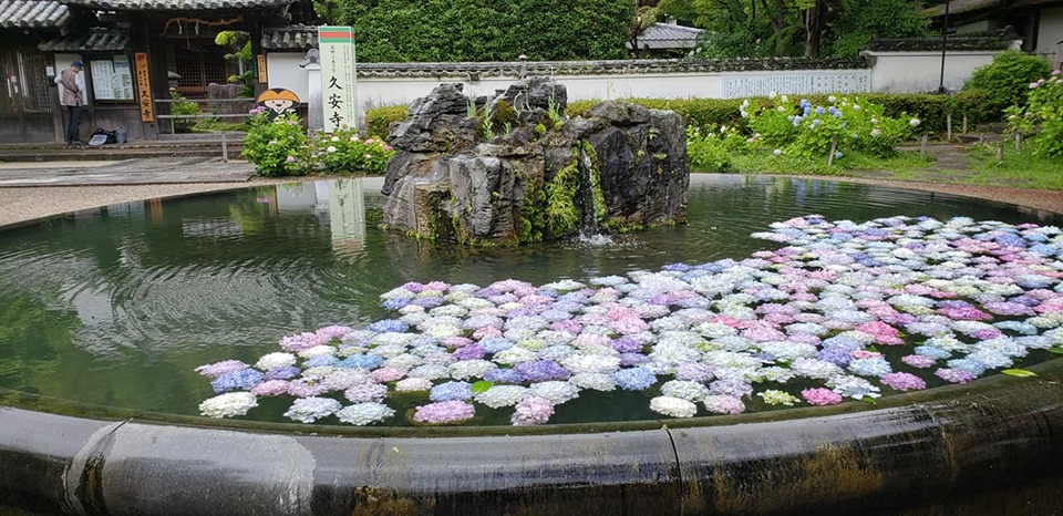 久安寺 花の寺 あじさい 紫陽花 沙羅双樹 駐車場あり 池田市 いけだより