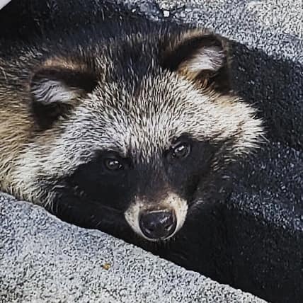 たぬきorアライグマに遭遇 池田市神田 野生動物 狸のような気がする いけだより